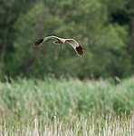 BB 10 0162 / Circus aeruginosus / Sivhauk